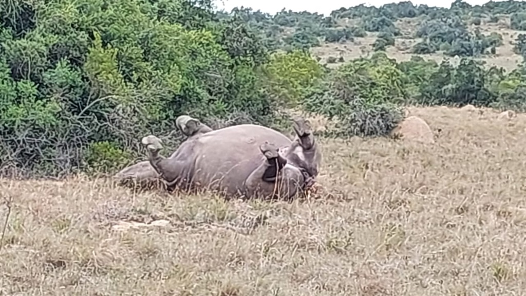 FILE: White rhinos Bonnie and Clyde in the Schotia