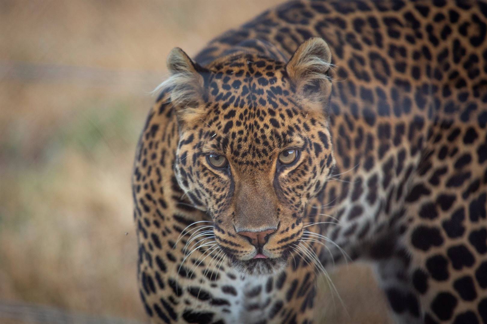 File photo - A leopard was spotted at Hilton College's reserve. 