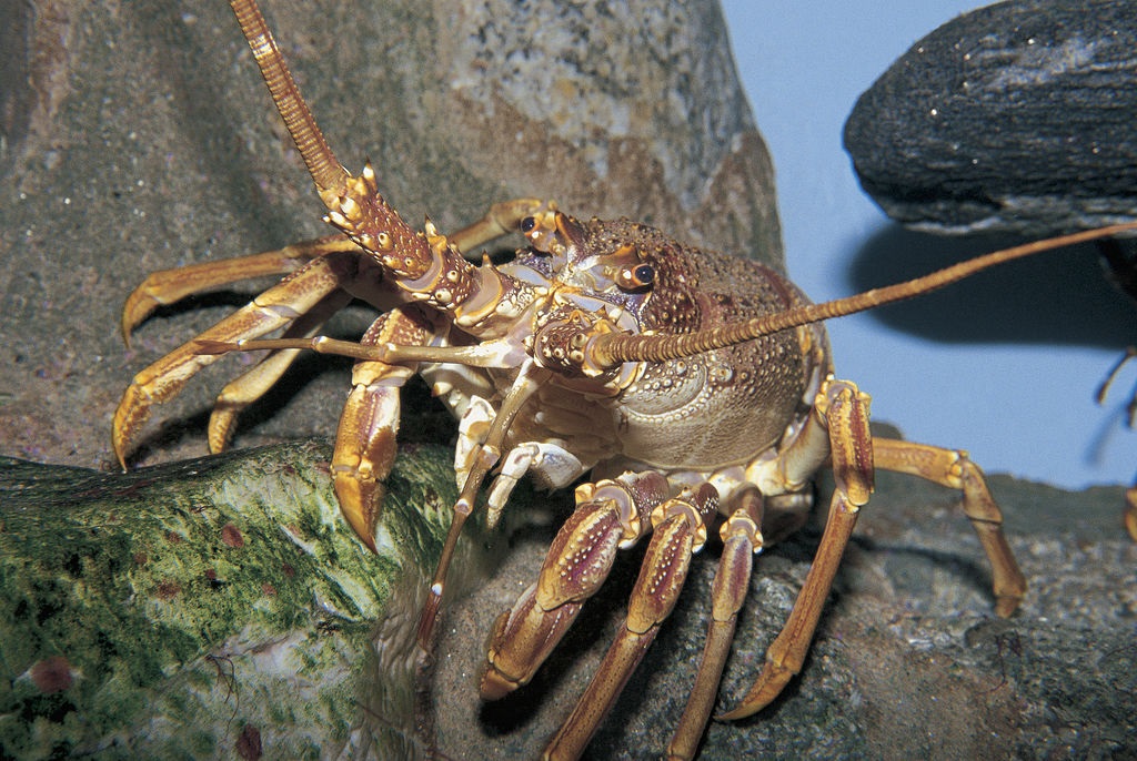 A West Coast Rock lobster.